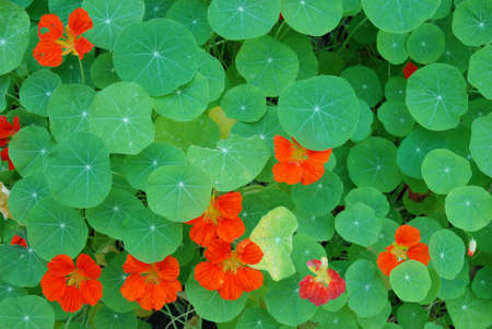Red flower and green leaves の写真素材