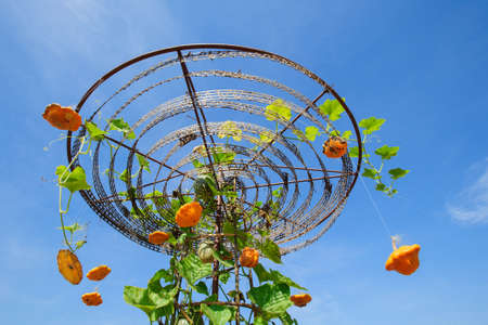 Pumpkin garden under blue sky