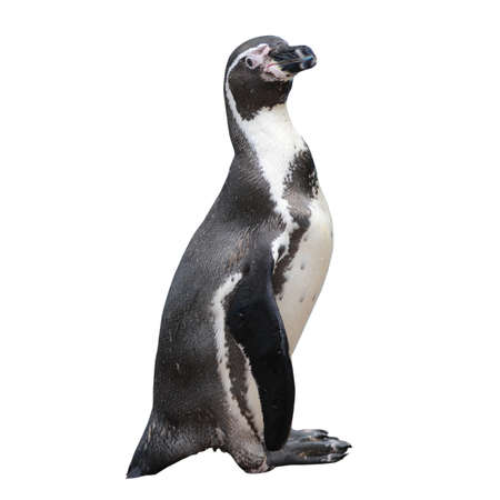 Little penguin isolated on white background の写真素材