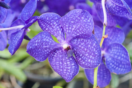 Purple orchid 