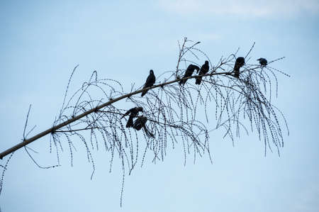 Birds on the branch の写真素材