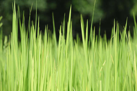 Closeup of paddy field の写真素材