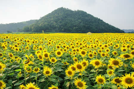 Sunflower garden and mountain の写真素材