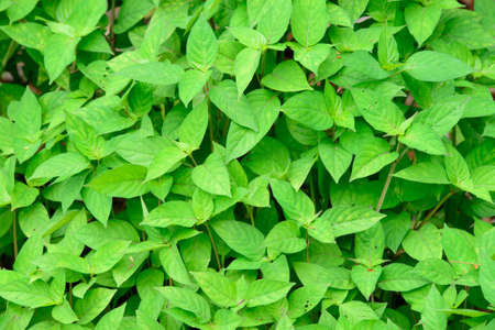 Green leaves background