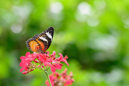 Colorful butterfly on the flower の写真素材