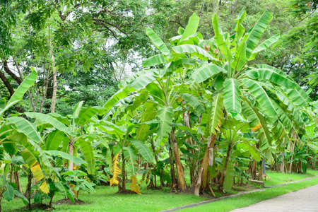 Banana gardenの写真素材