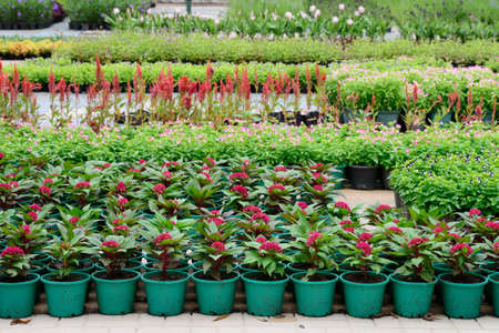 Amaranthaceae garden の写真素材