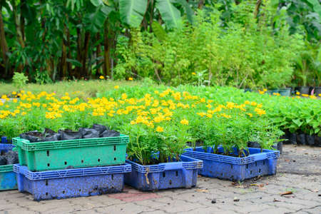 Cosmos flower garden の写真素材