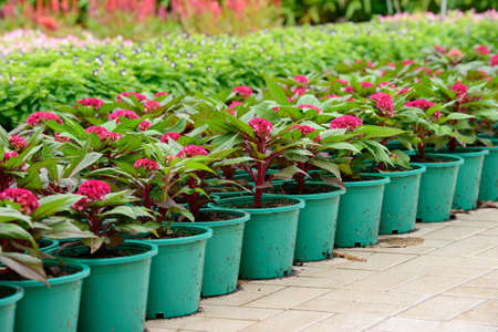 Amaranthaceae garden の写真素材