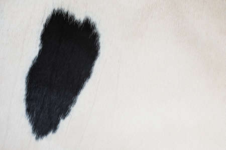 Close up of cow skin の写真素材