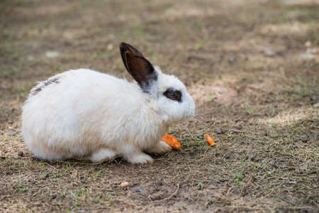 White rabbit in the zoo 