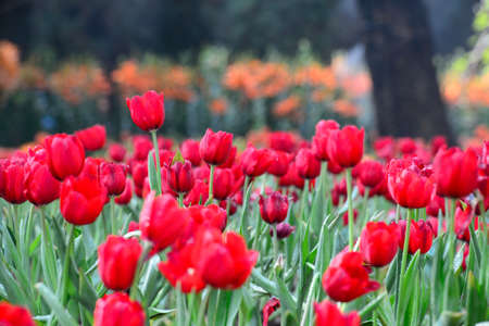 Red tulips gardenの写真素材