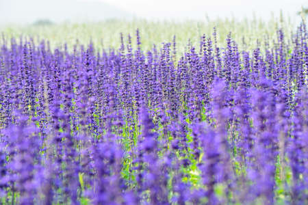 Lavender fieldの写真素材