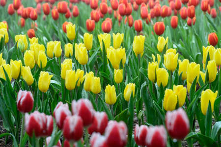 Colorful tulips fieldの写真素材