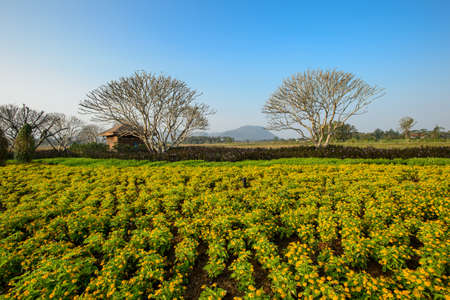 Colorful yellow flower filedの写真素材