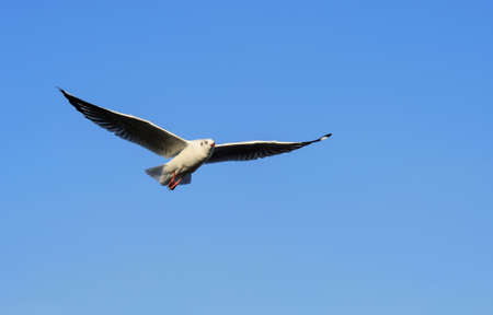 Seagull flying under blue sly