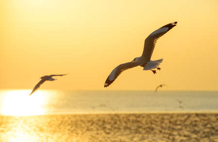 Seagull Flying Into the Sunset at Bangpu, Thailandの写真素材