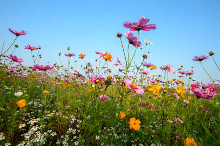 Cosmos flowers fieldの写真素材