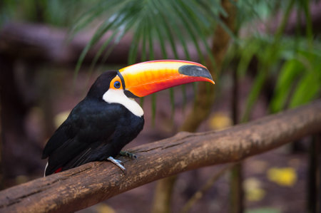 Toucan in National park Iguazu, Brazilの写真素材