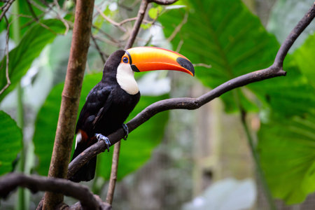 Toucan in National park Iguazu, Brazilの写真素材