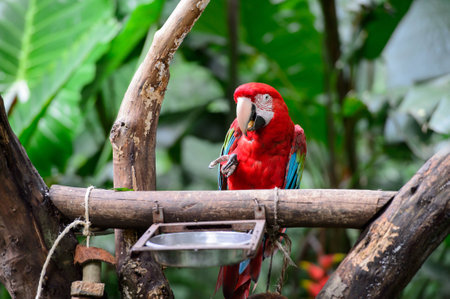 Parrot in bird park, Iguazu, Brazilの写真素材