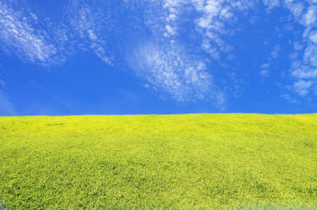 Green grass field under blue sky の写真素材
