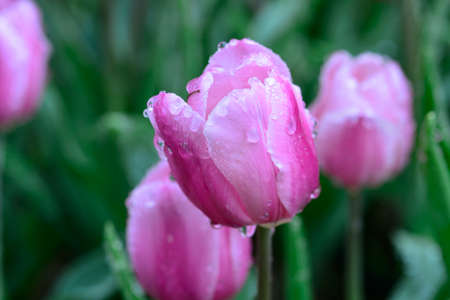 Pink tulips fieldの写真素材