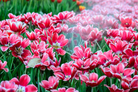 Red tulips fieldの写真素材