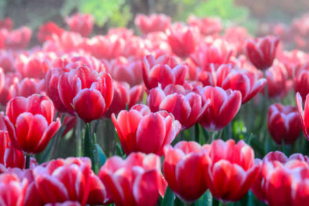 Red tulips fieldの写真素材