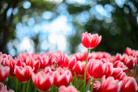 Red tulips field