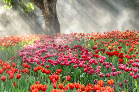 Red tulips gardenの写真素材