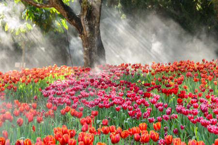 Tulips gardenの写真素材