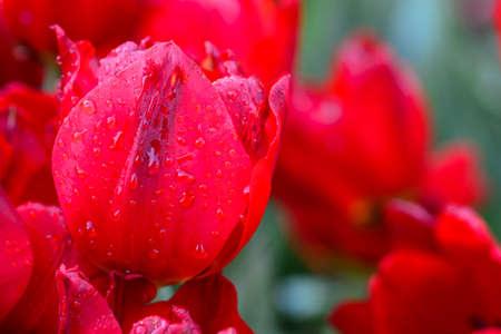 Close up of red tulipsの写真素材
