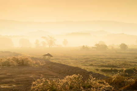 Sunrise at rural of Thailandの写真素材