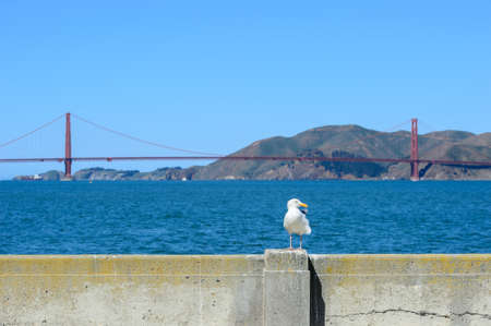 Bird with Golden gate bridge in backgroundの写真素材