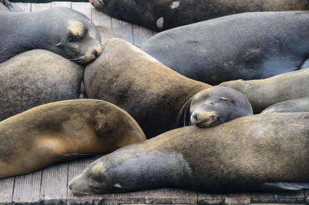 Sea lion at Pier 39, San Franciscoの写真素材