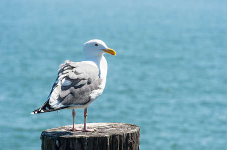 Seagull in San Francisco bayの写真素材