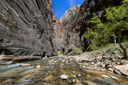 The narrow Zion National park USAの写真素材