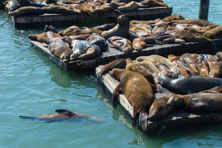 Sea lion at Pier 39, San Franciscoの写真素材