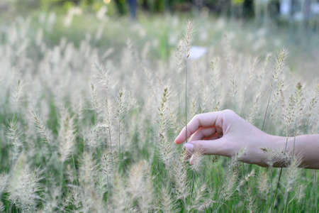 Hand in the grass fieldの写真素材