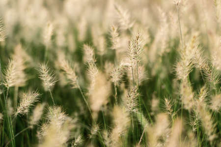 field of grass during sunset