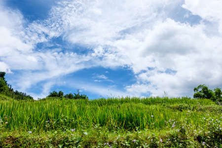 Rice fields on terraced in rainny season at SAPA, Lao Cai, Vietnamの写真素材
