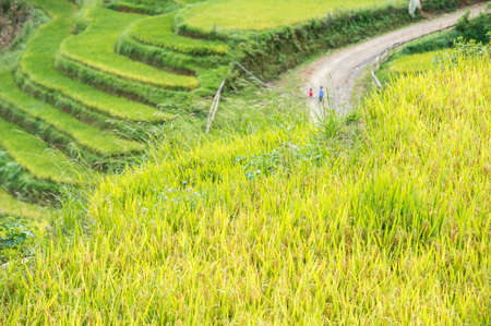 Rice fields on terraced in rainny season at SAPA, Lao Cai, Vietnam