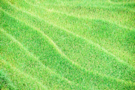 Rice fields on terraced in rainny season at SAPA, Lao Cai, Vietnamの写真素材