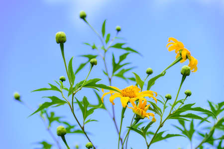 Mexican sunflower weedの写真素材