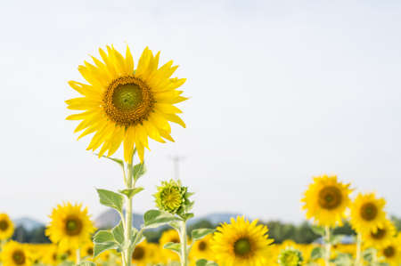 field of blooming sunflowersの写真素材