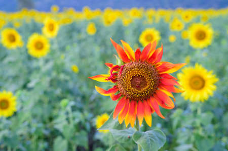 field of blooming sunflowersの写真素材