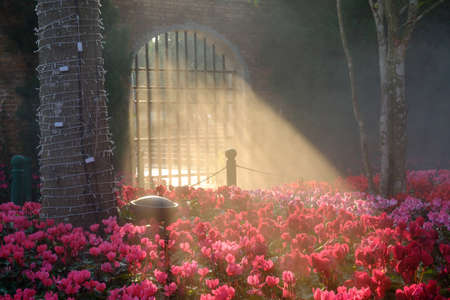 The romantic pink flowers on sunrise