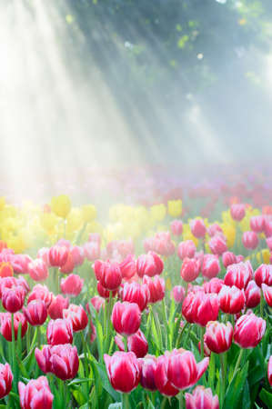 Tulips garden