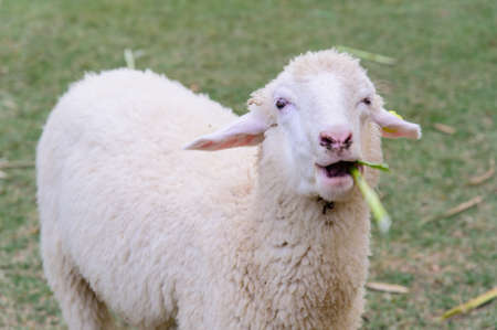White Sheep and lamp eating grass in countryside farm